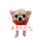 蘭唯★斗希★乃愛 チワワスタンプ（個別スタンプ：1）