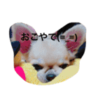 蘭唯★斗希★乃愛 チワワスタンプ（個別スタンプ：8）