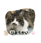 グレーと黒のルナロペスタンプ（個別スタンプ：4）