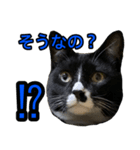 健ちゃんとマイちゃん 会話編（個別スタンプ：1）