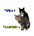 健ちゃんとマイちゃん 会話編（個別スタンプ：12）