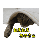 健ちゃんとマイちゃん 会話編（個別スタンプ：13）