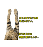 健ちゃんとマイちゃん 会話編（個別スタンプ：16）