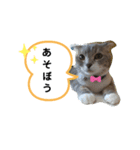 ねこのれいちゃん（個別スタンプ：4）