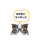 ねこのれいちゃん（個別スタンプ：17）