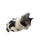 愛猫ちゃんたちです（個別スタンプ：1）