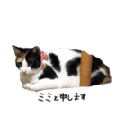愛猫ちゃんたちです（個別スタンプ：2）