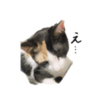 愛猫ちゃんたちです（個別スタンプ：3）