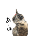 愛猫ちゃんたちです（個別スタンプ：4）