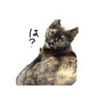 愛猫ちゃんたちです（個別スタンプ：5）