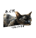 愛猫ちゃんたちです（個別スタンプ：7）