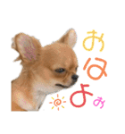 極小チワワのチャイ②（個別スタンプ：5）