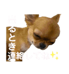 極小チワワのチャイ②（個別スタンプ：8）