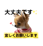 極小チワワのチャイ②（個別スタンプ：16）