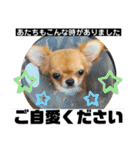 極小チワワのチャイ②（個別スタンプ：26）