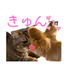 極小チワワのチャイ②（個別スタンプ：30）
