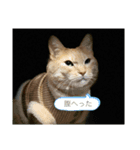 otopyのねこさん（個別スタンプ：5）