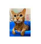 otopyのねこさん（個別スタンプ：8）