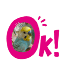セキセイインコのニイコちゃんパート2（個別スタンプ：2）