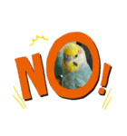 セキセイインコのニイコちゃんパート2（個別スタンプ：3）