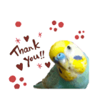 セキセイインコのニイコちゃんパート2（個別スタンプ：8）