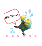 セキセイインコのニイコちゃんパート2（個別スタンプ：9）