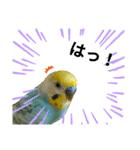 セキセイインコのニイコちゃんパート2（個別スタンプ：12）