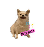 めちゃカワゆずさん（個別スタンプ：2）