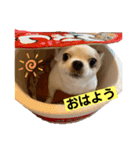 めちゃカワゆずさん（個別スタンプ：5）