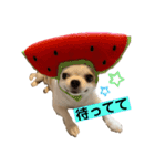 めちゃカワゆずさん（個別スタンプ：10）