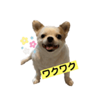 めちゃカワゆずさん（個別スタンプ：12）