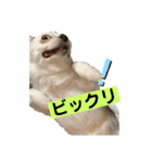 めちゃカワゆずさん（個別スタンプ：15）