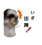 我が家のシーズー犬もじゃ 14（個別スタンプ：2）