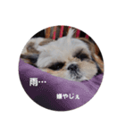 我が家のシーズー犬もじゃ 14（個別スタンプ：3）