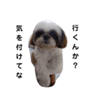 我が家のシーズー犬もじゃ 14（個別スタンプ：4）