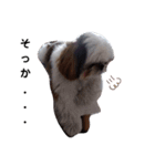 我が家のシーズー犬もじゃ 14（個別スタンプ：5）
