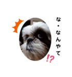 我が家のシーズー犬もじゃ 14（個別スタンプ：6）