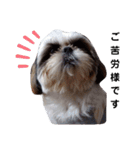 我が家のシーズー犬もじゃ 14（個別スタンプ：7）