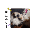 我が家のシーズー犬もじゃ 14（個別スタンプ：8）