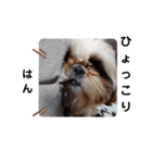 我が家のシーズー犬もじゃ 14（個別スタンプ：9）