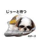 我が家のシーズー犬もじゃ 14（個別スタンプ：10）