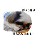 我が家のシーズー犬もじゃ 14（個別スタンプ：11）