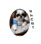 我が家のシーズー犬もじゃ 14（個別スタンプ：12）