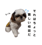 我が家のシーズー犬もじゃ 14（個別スタンプ：13）