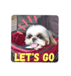 我が家のシーズー犬もじゃ 14（個別スタンプ：15）