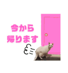 ミィ子ちゃん（個別スタンプ：9）