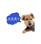 ポロ＆モカちゃん part2★敬語MIX（個別スタンプ：4）