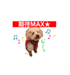 ポロ＆モカちゃん part2★敬語MIX（個別スタンプ：9）