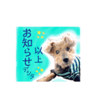 ポロ＆モカちゃん part2★敬語MIX（個別スタンプ：12）