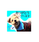 ポロ＆モカちゃん part2★敬語MIX（個別スタンプ：16）